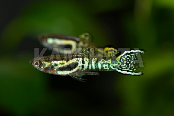 エンドラーズ グリーンコブラ